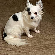 Lily joined the competition — help win amazing prizes! dog, white, black_patches, long_fur, small_dog, pet, indoor, carpet, curious, ears_up, tail, sitting, animal, cute, companion, furry, domestic, looking, floor, mammal