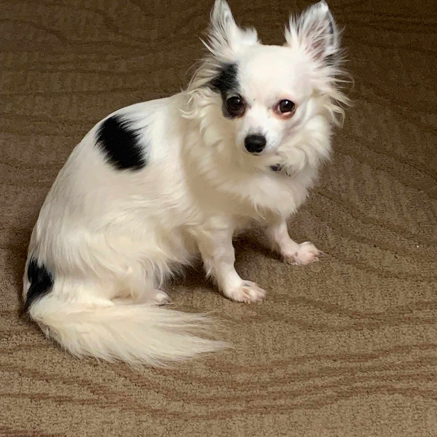 Lily joined the competition — help win amazing prizes! animal, black_patches, carpet, companion, curious, cute, dog, domestic, ears_up, floor, furry, indoor, long_fur, looking, mammal, pet, sitting, small_dog, tail, white