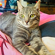 Harry participe au concours pour gagner de l'argent avec cette photo : animal, blanket, cat, closeup, cozy, ears, feline, fur, gray_tabby, home, indoor, pet, pink, relaxed, resting, stretching, television, whiskers, wooden_wall, yellow_eyes