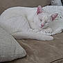 cat, white_cat, sleeping, couch, blanket, pillow, cozy, pet, fur, indoor, resting, cute, animal, domestic_cat, relaxation, soft, nap, feline, home, comfortable