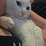 Cloud is registered to the contest to win money with this photo: white_cat, heterochromia, cat, pet, close_up, indoor, human_arm, resting, fur, whiskers, relaxation, cute, domestic_animal, animal, portrait, comfort, soft_texture, pink_nose, ears, friendship