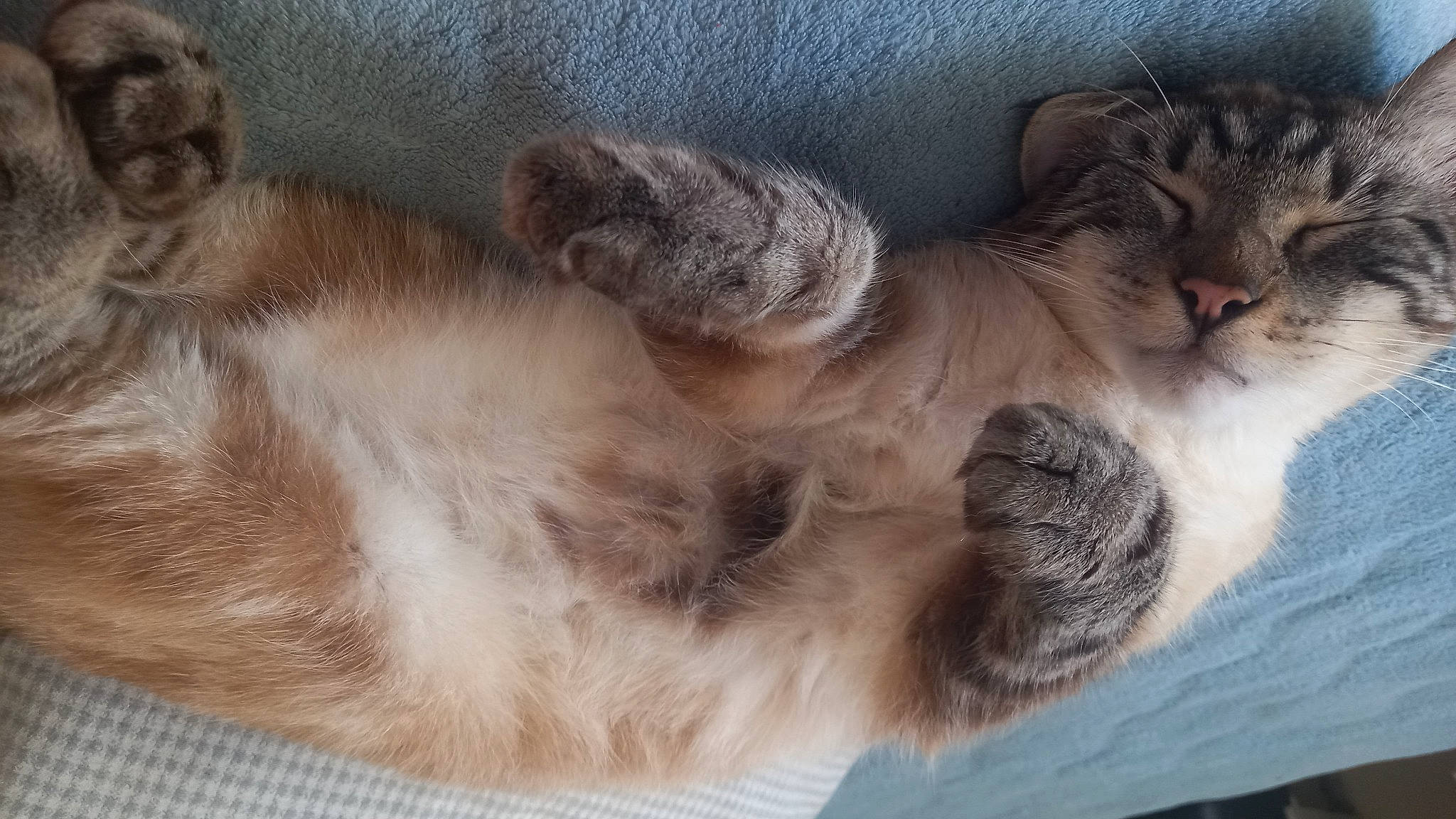 Bounty a rejoint le concours — aidez-le/la à gagner de superbes lots ! carnivore, cat, cat_bed, claw, comfort, domestic_short_haired_cat, fawn, felidae, fur, nap, paw, sleep, small_to_medium_sized_cats, snout, tail, terrestrial_animal, whiskers, wildlife