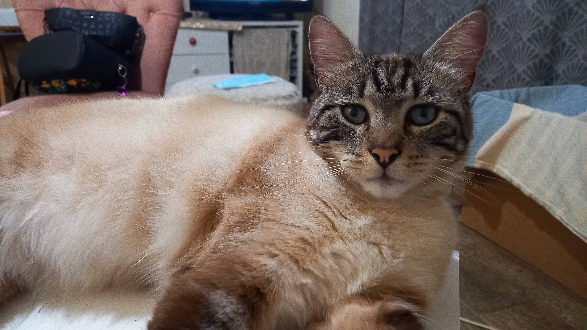 Bounty a rejoint le concours — aidez-le/la à gagner de superbes lots ! carnivore, cat, domestic_short_haired_cat, felidae, fur, paw, small_to_medium_sized_cats, snout, tail, terrestrial_animal, tree, whiskers