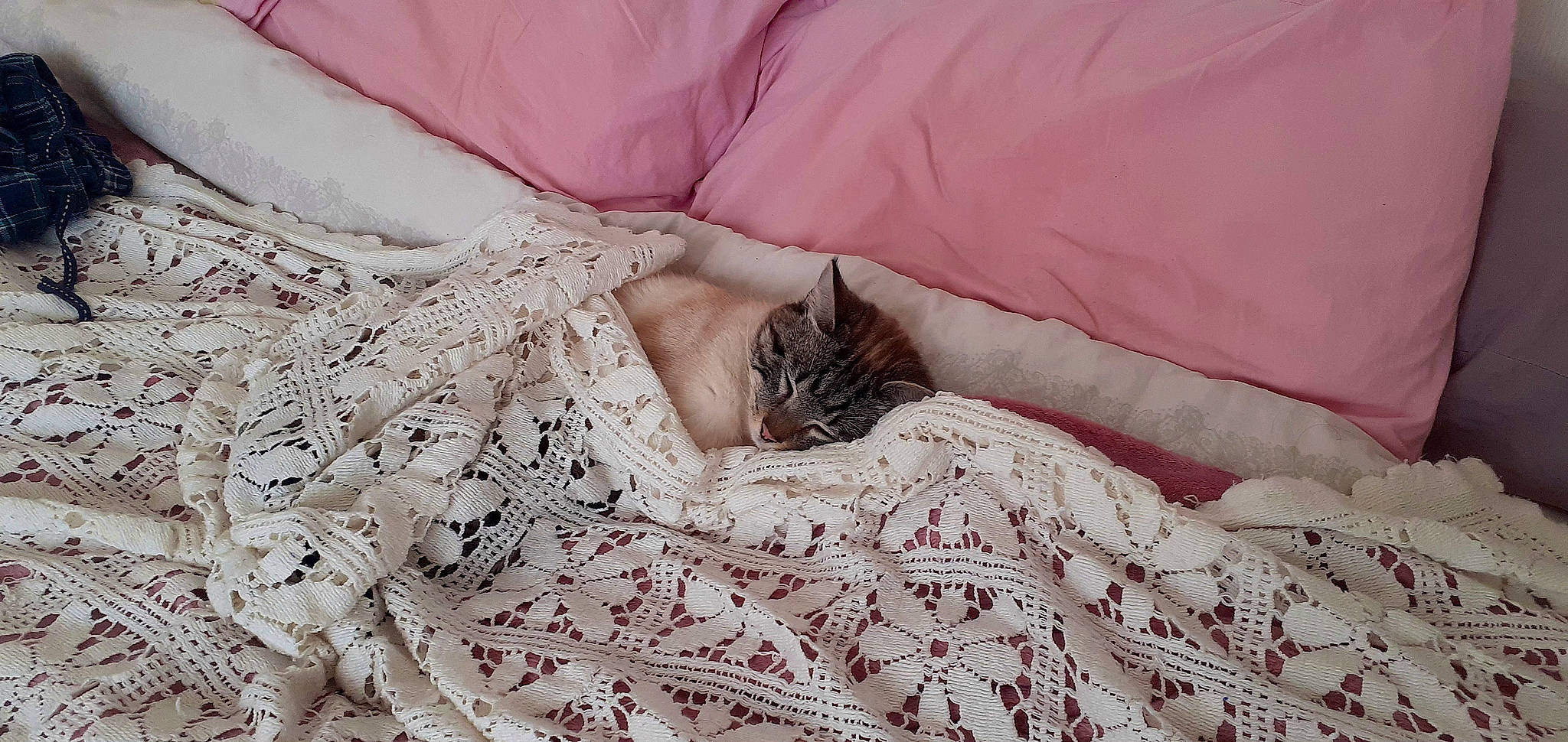 Bounty participe au concours pour gagner de l'argent avec cette photo : art, bed, bed_sheet, bedding, bedroom, cat, comfort, duvet, fashion_accessory, fashion_design, felidae, flooring, fur, linens, pattern, peach, room, sleeve, textile, wood