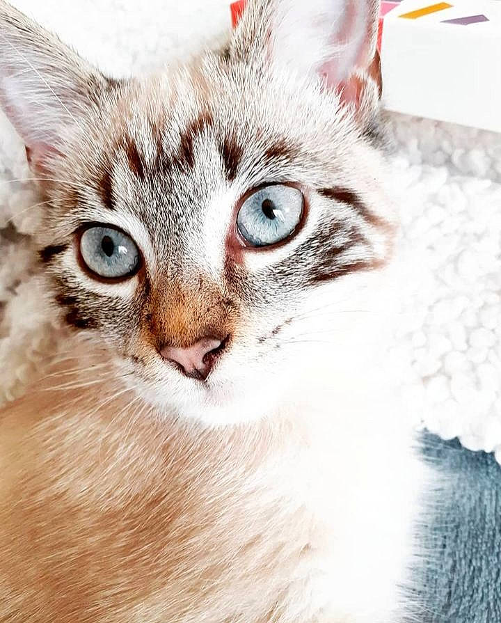 Bounty a rejoint le concours — aidez-le/la à gagner de superbes lots ! art, carnivore, cat, domestic_short_haired_cat, felidae, fur, iris, paw, small_to_medium_sized_cats, snout, whiskers, window