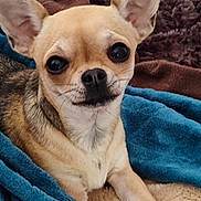 Alie a rejoint le concours — aidez-le/la à gagner de superbes lots ! dog, chihuahua, pet, animal, blanket, brown, blue, fur, ears, snout, cute, cozy, indoor, closeup, small_dog, resting, fur_texture, portrait, companion, domestic