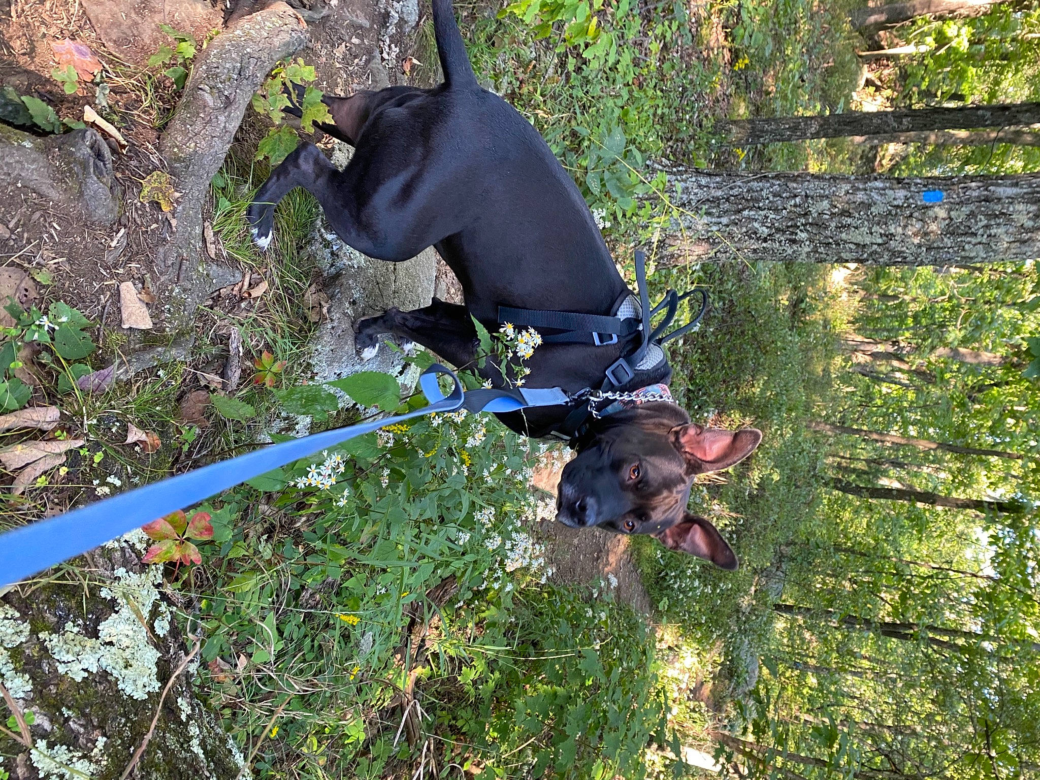 Meiko is registered to the contest to win money with this photo: canidae, carnivore, collar, companion_dog, dog, dog_breed, dog_collar, dog_supply, groundcover, guard_dog, hunting_dog, leash, liver, mammal, pet_supply, snout, sporting_group, tail, working_animal, working_dog