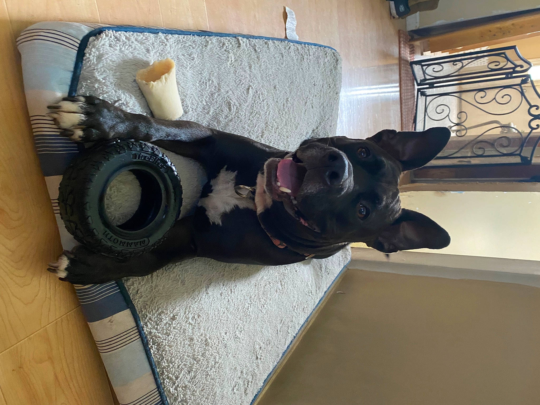 Meiko joined the competition — help win amazing prizes! boston_terrier, bulldog, canidae, carnivore, collar, companion_dog, dog, dog_breed, dog_collar, dog_supply, guard_dog, non_sporting_group, pet_supply, snout, sporting_group, toy, working_animal, working_dog