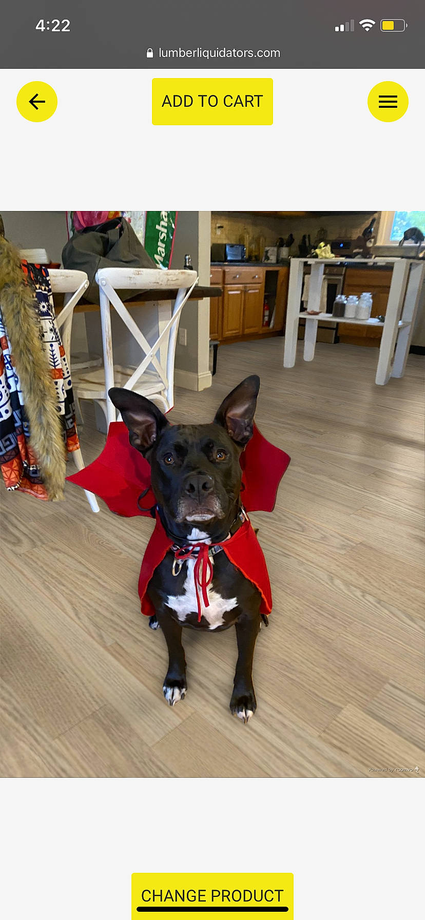 Meiko is registered to the contest to win money with this photo: carnivore, collar, dog, dog_breed, dog_supply, floor, flooring, formosan_mountain_dog, guard_dog, hardwood, laminate_flooring, pet_supply, plywood, shelf, snout, sporting_group, wood, wood_flooring, wood_stain, working_animal