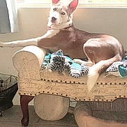 Sophia joined the competition — help win amazing prizes! dog, pet, indoor, bench, blanket, window, sunlight, tile_floor, relaxed, brown_and_white, ears_up, looking_back, furniture, home, cozy, resting, animal, comfortable, daylight, domestic