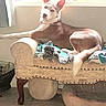 dog, pet, indoor, bench, blanket, window, sunlight, tile_floor, relaxed, brown_and_white, ears_up, looking_back, furniture, home, cozy, resting, animal, comfortable, daylight, domestic