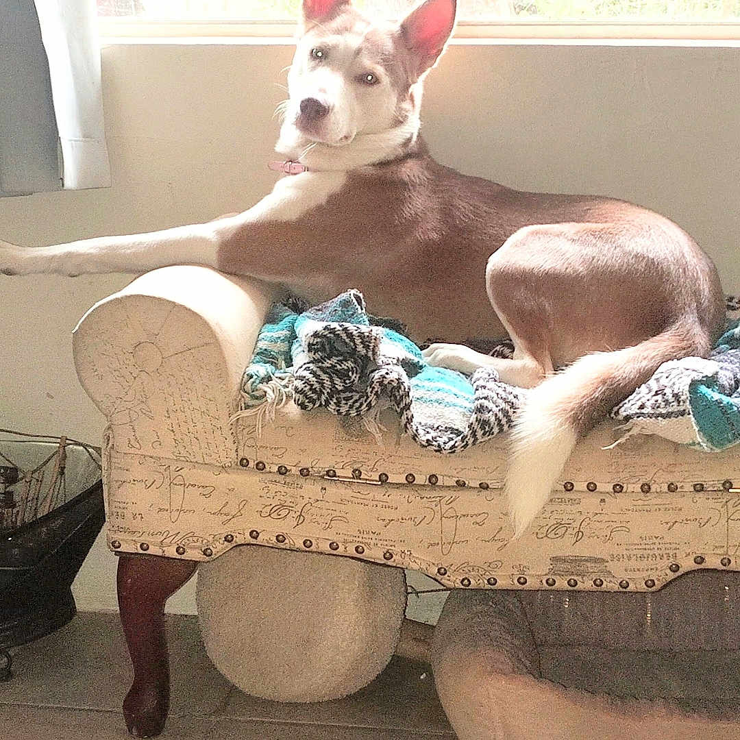 Sophia