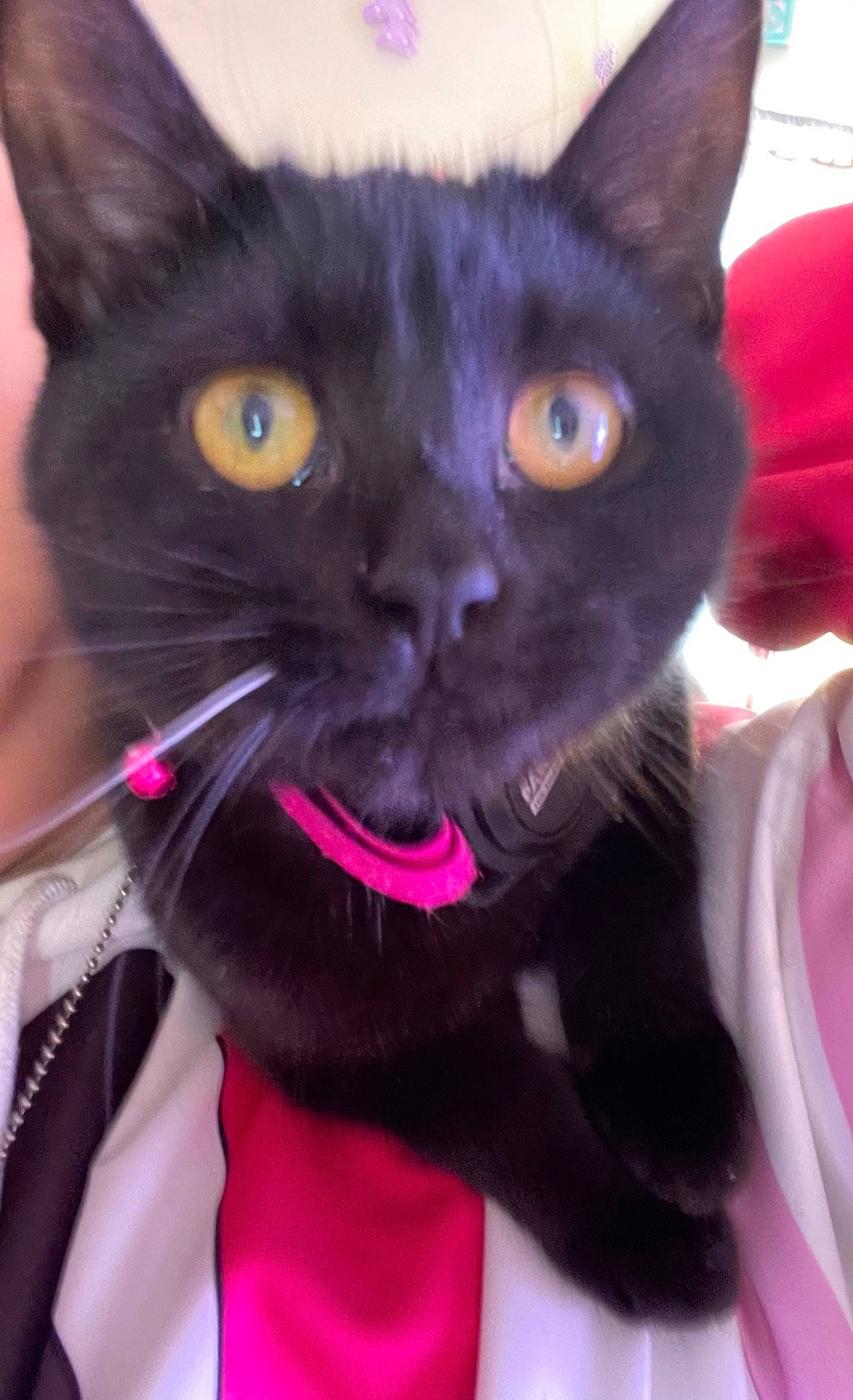 Simba joined the competition — help win amazing prizes! black_cat, carnivore, cat, collar, domestic_short_haired_cat, ear, electric_blue, eye, felidae, fur, iris, magenta, mammal, pink, purple, small_to_medium_sized_cats, snout, tail, vertebrate, whiskers