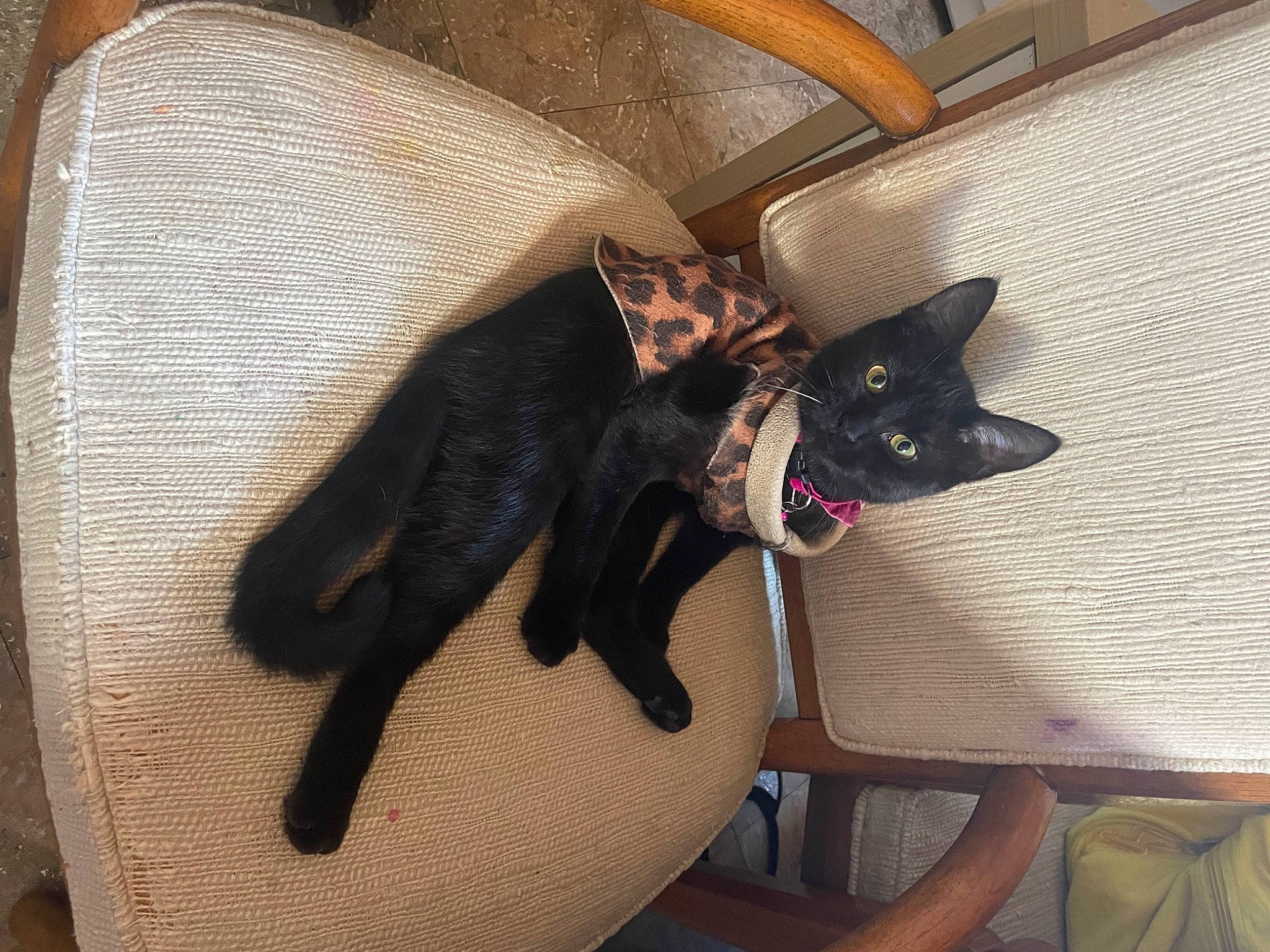 Simba is registered to the contest to win money with this photo: bag, black_cat, bombay, canidae, carmine, carnivore, cat, chair, comfort, dog_breed, domestic_short_haired_cat, fashion_accessory, felidae, fur, furniture, linens, small_to_medium_sized_cats, tail, textile, whiskers