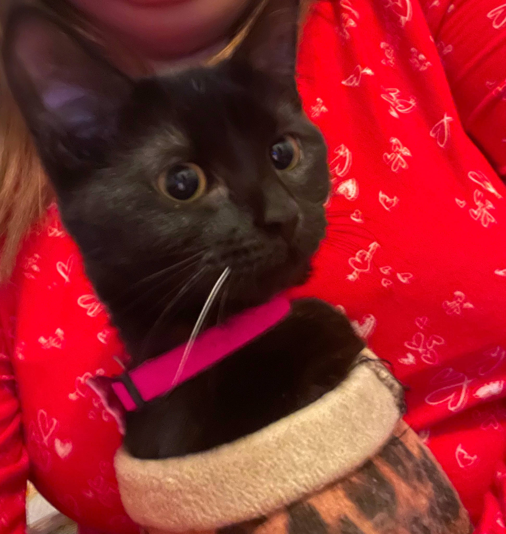 Simba is registered to the contest to win money with this photo: black_cat, bombay, carmine, carnivore, cat, cat_supply, collar, comfort, domestic_short_haired_cat, felidae, fur, magenta, pattern, pet_supply, sleeve, small_to_medium_sized_cats, snout, tail, whiskers