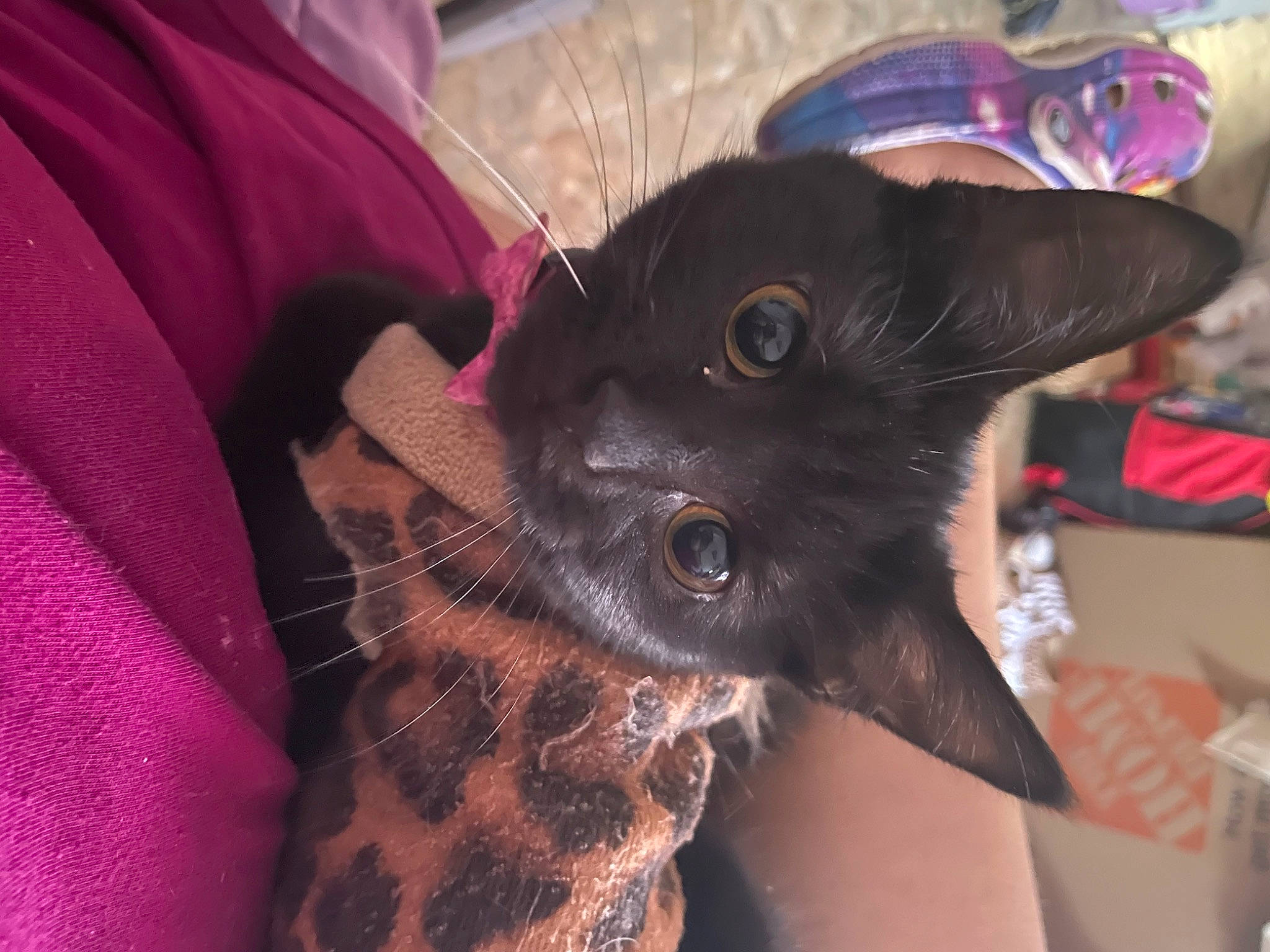 Simba is registered to the contest to win money with this photo: black_cat, canidae, carnivore, cat, claw, comfort, dog_breed, domestic_short_haired_cat, ear, fawn, felidae, fur, gesture, head, nail, paw, purple, small_to_medium_sized_cats, snout, whiskers