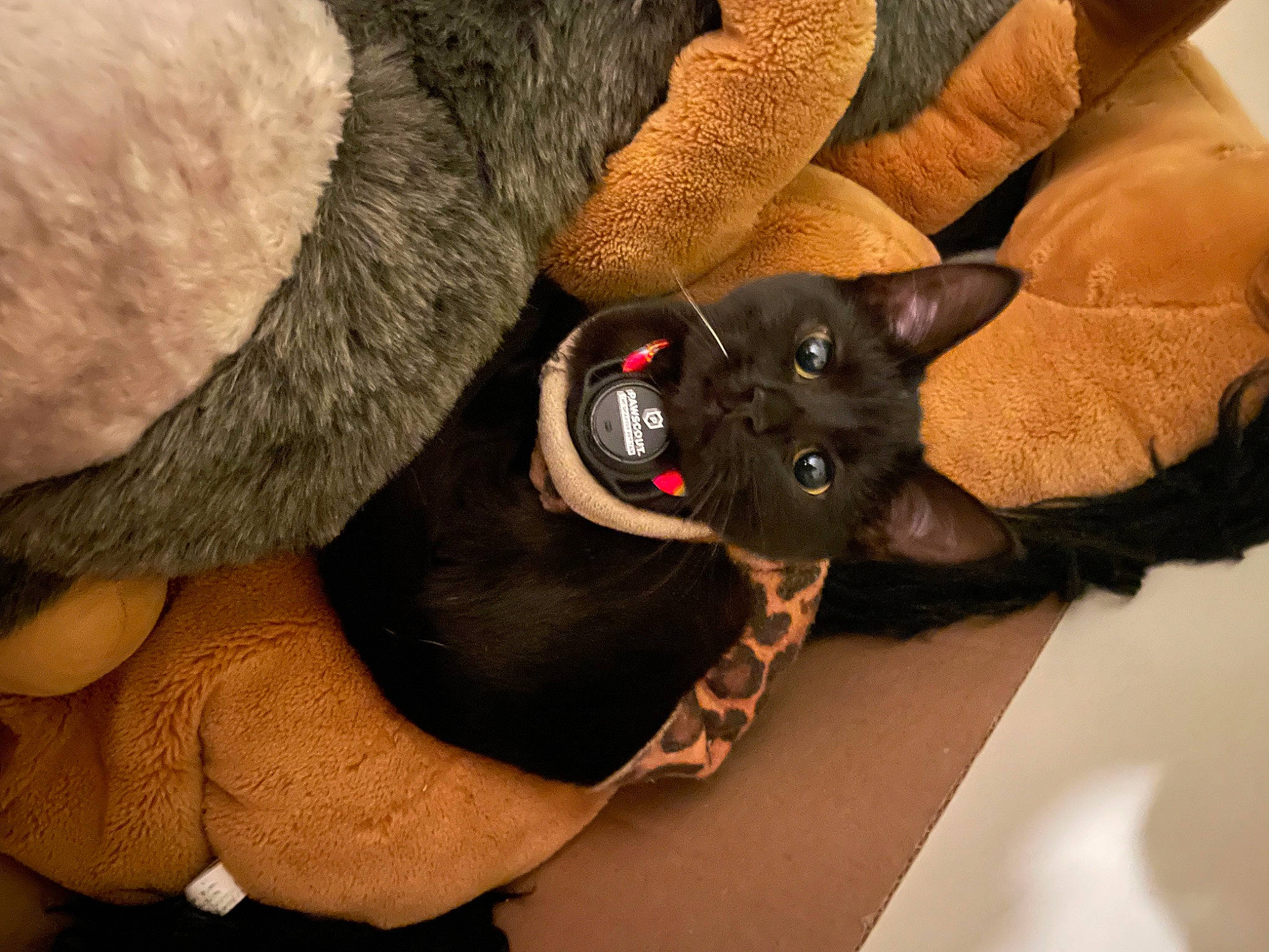 Simba is registered to the contest to win money with this photo: carnivore, comfort, companion_dog, dog_breed, ear, fawn, felidae, foot, fur, gesture, leg, mammal, nail, paw, small_to_medium_sized_cats, snout, sporting_group, whiskers, working_animal, wrist