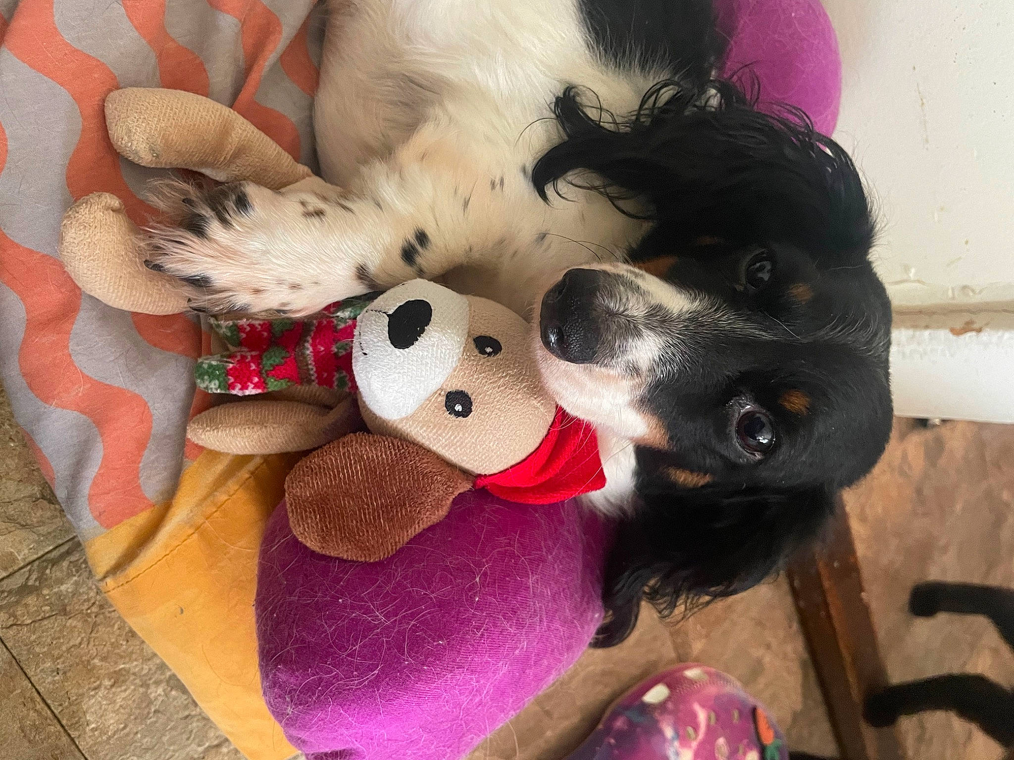 Luna joined the competition — help win amazing prizes! canidae, carnivore, companion_dog, dog, dog_breed, dog_supply, ear, fawn, fur, happy, non_sporting_group, paw, pink, plush, puppy_love, snout, sporting_group, toy, whiskers, working_animal