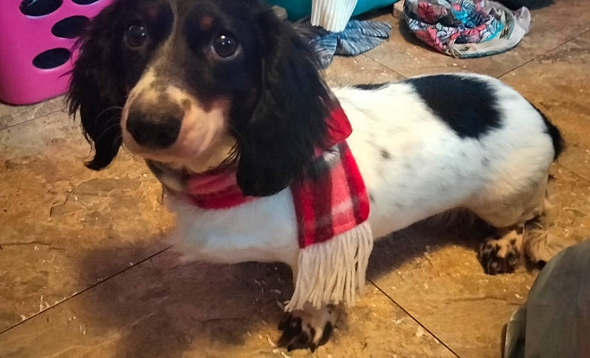 Luna is registered to the contest to win money with this photo: canidae, carnivore, cavalier_king_charles_spaniel, cocker_spaniel, collar, companion_dog, dog, dog_breed, dog_collar, dog_supply, event, flooring, fur, gun_dog, leash, snout, spaniel, sporting_group, working_animal, working_dog