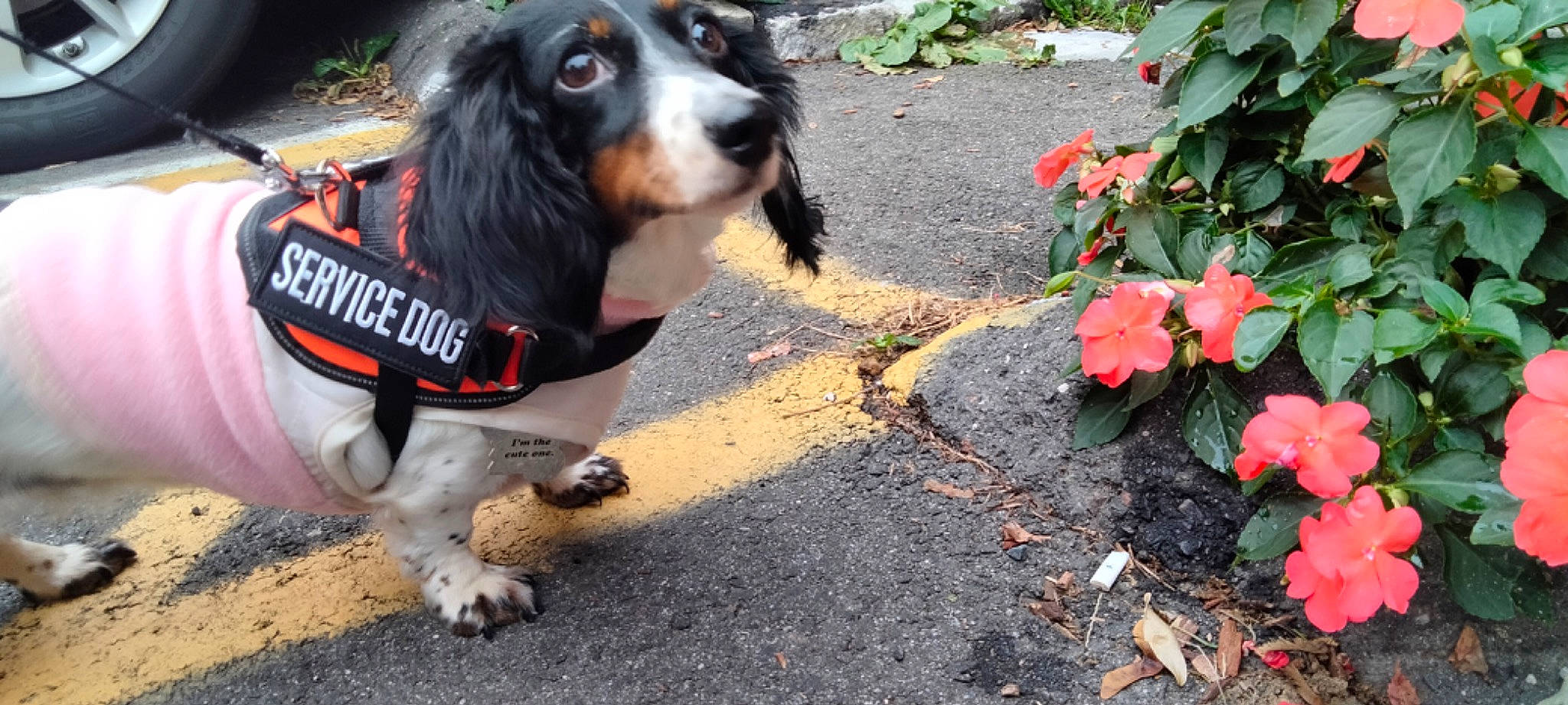 Luna joined the competition — help win amazing prizes! annual_plant, carnivore, collar, companion_dog, dog, dog_breed, dog_supply, flower, fur, grass, groundcover, leash, petal, plant, road_surface, sidewalk, snout, soil, sporting_group, tail