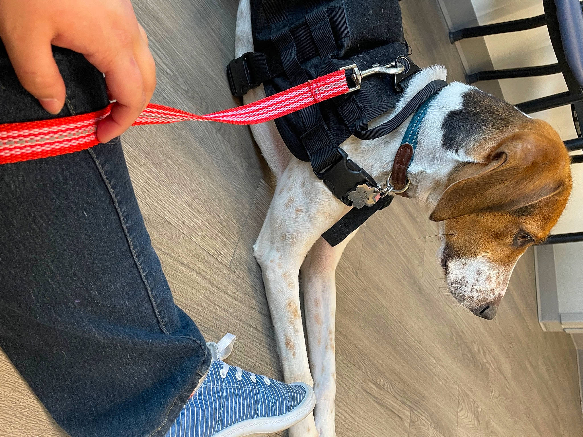 Flora is registered to the contest to win money with this photo: carnivore, collar, companion_dog, dog, dog_breed, dog_collar, dog_supply, electric_blue, fashion_accessory, fawn, foot, human_leg, knee, leash, pet_supply, snout, sock, sportswear, thigh, working_animal