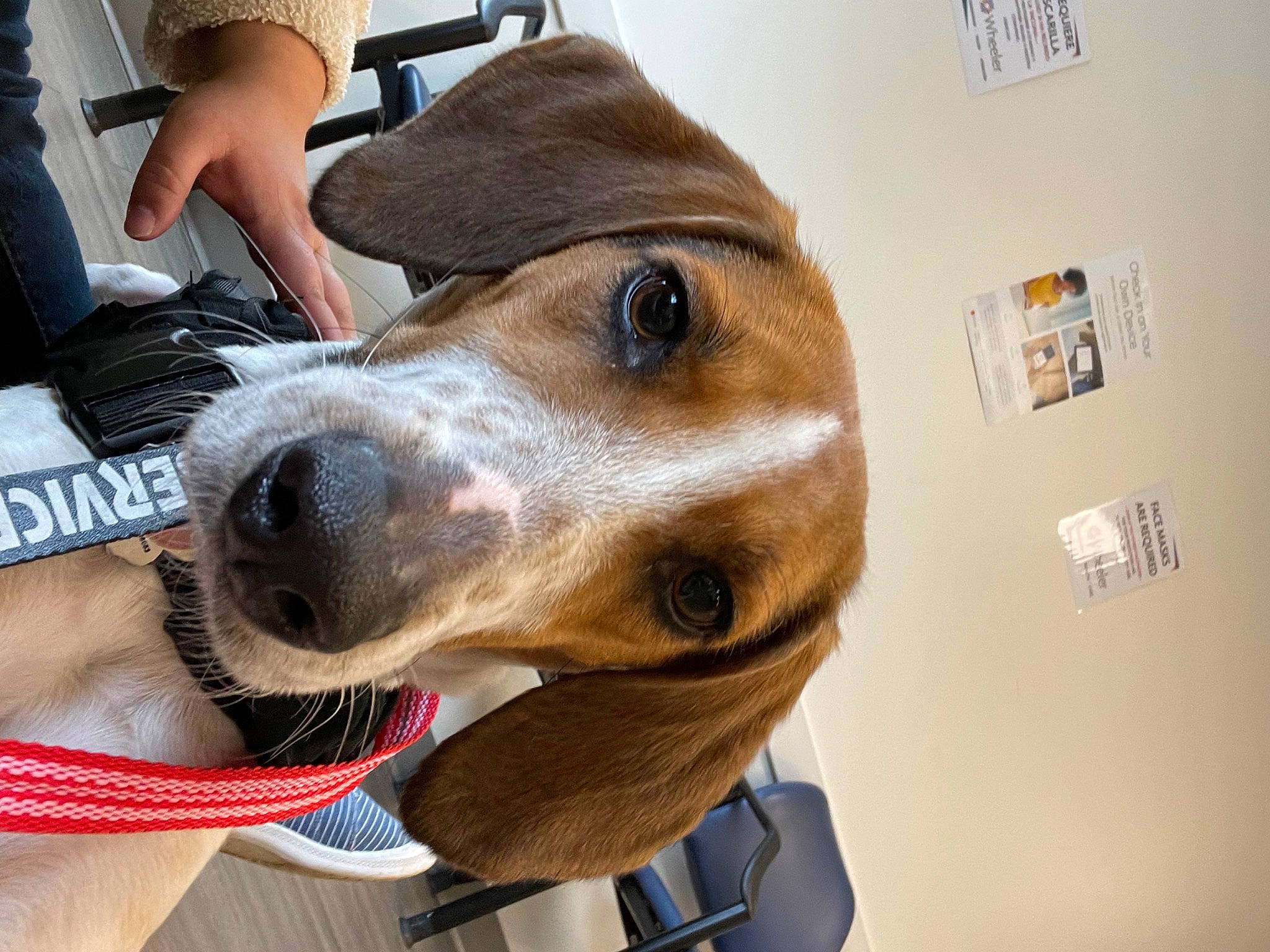 Flora is registered to the contest to win money with this photo: canidae, carnivore, collar, companion_dog, dog, dog_breed, dog_collar, eyewear, fawn, fur, leash, liver, personal_protective_equipment, pet_supply, selfie, shorts, snout, sporting_group, whiskers, working_animal