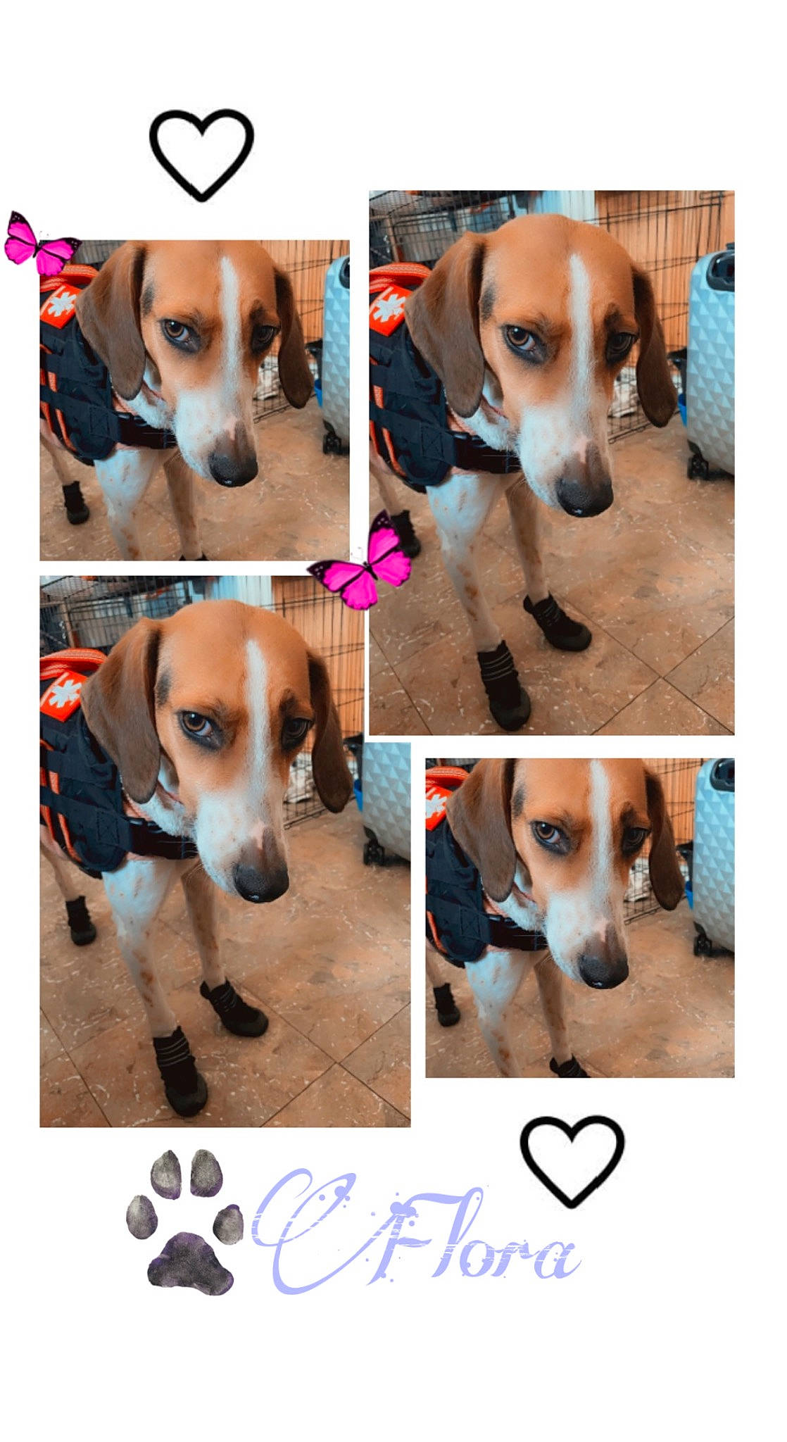 Flora joined the competition — help win amazing prizes! carnivore, circle, collar, companion_dog, dog, dog_breed, dog_collar, door, fashion_accessory, fixture, font, metal, pattern, pet_supply, photograph, rectangle, snapshot, tableware, white, working_animal