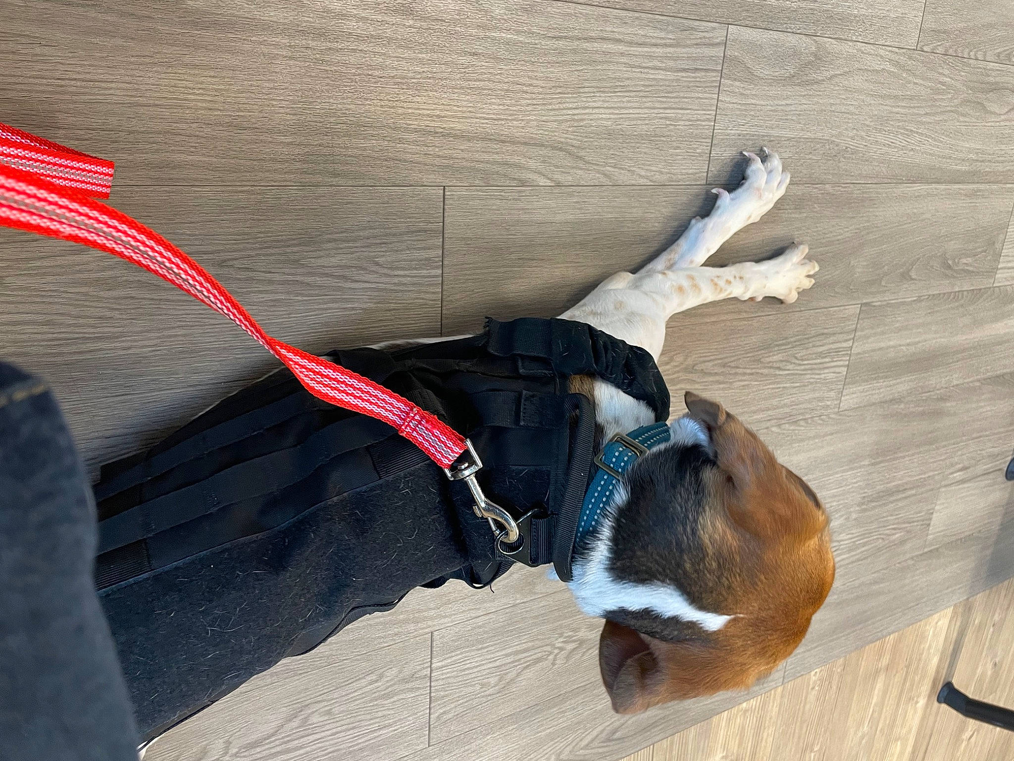 Flora joined the competition — help win amazing prizes! canidae, carnivore, collar, companion_dog, dog, dog_breed, dog_collar, dog_supply, fashion_accessory, fawn, fur, hardwood, leash, pet_supply, snout, sporting_group, tail, wire, wood, working_animal