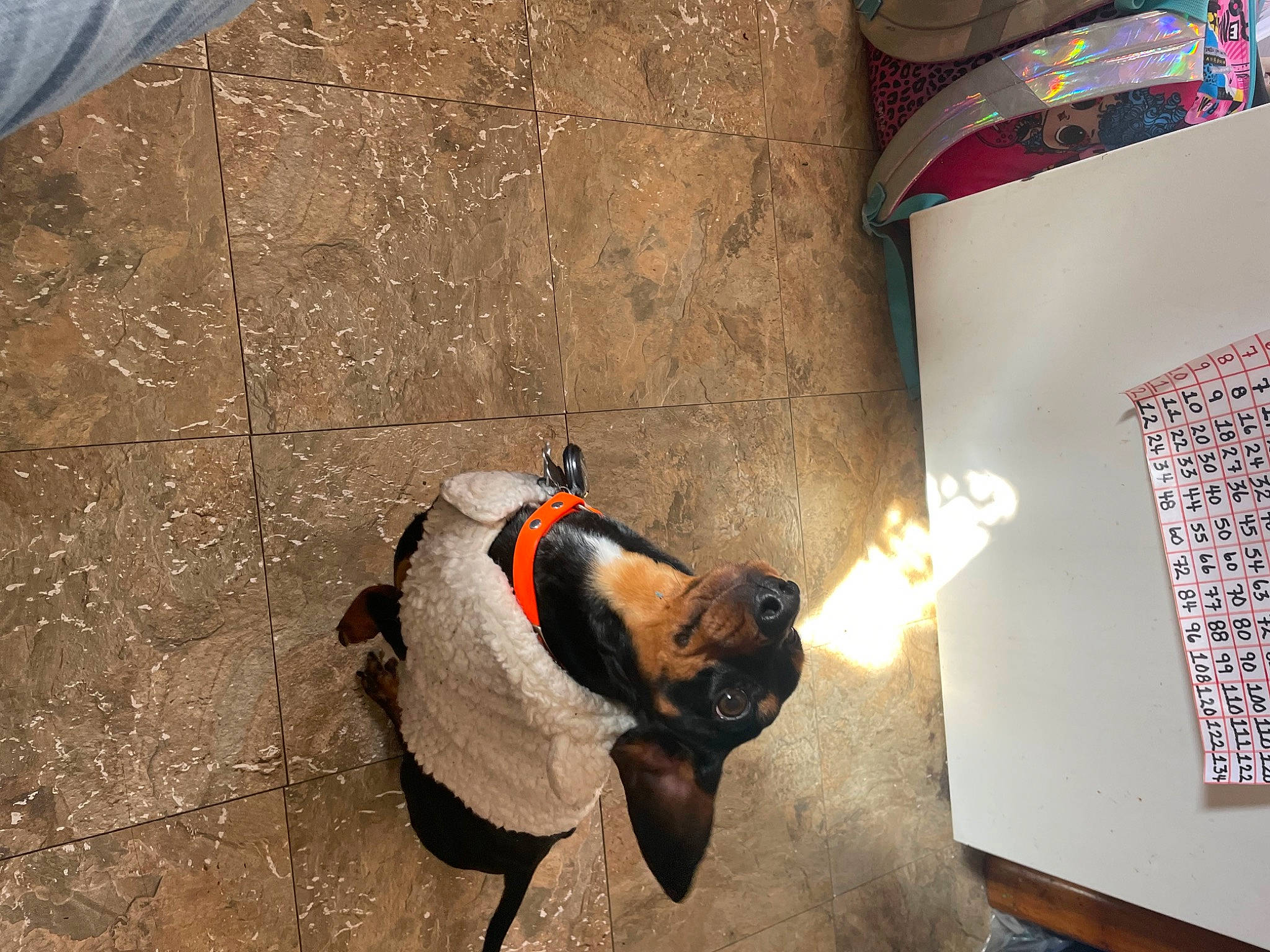 Kaiser joined the competition — help win amazing prizes! brown, canidae, carmine, carnivore, companion_dog, costume, dog_breed, event, fawn, flooring, font, fur, non_sporting_group, shadow, soil, sporting_group, tail, wall, wood, working_animal