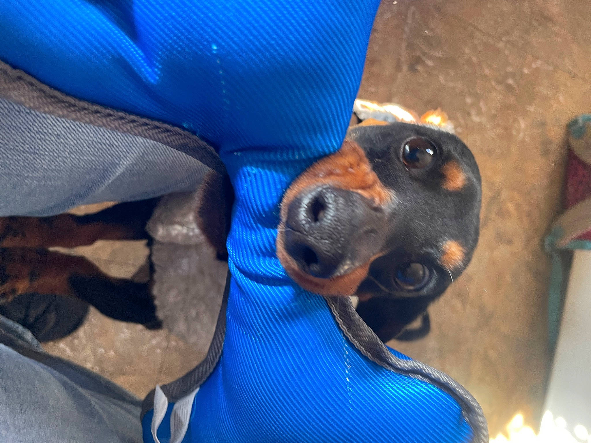 Kaiser joined the competition — help win amazing prizes! adventure, beer, blue, canidae, carnivore, collar, companion_dog, dog, dog_breed, electric_blue, fawn, fur, guard_dog, personal_protective_equipment, scent_hound, snout, sporting_group, vehicle_door, whiskers, working_animal