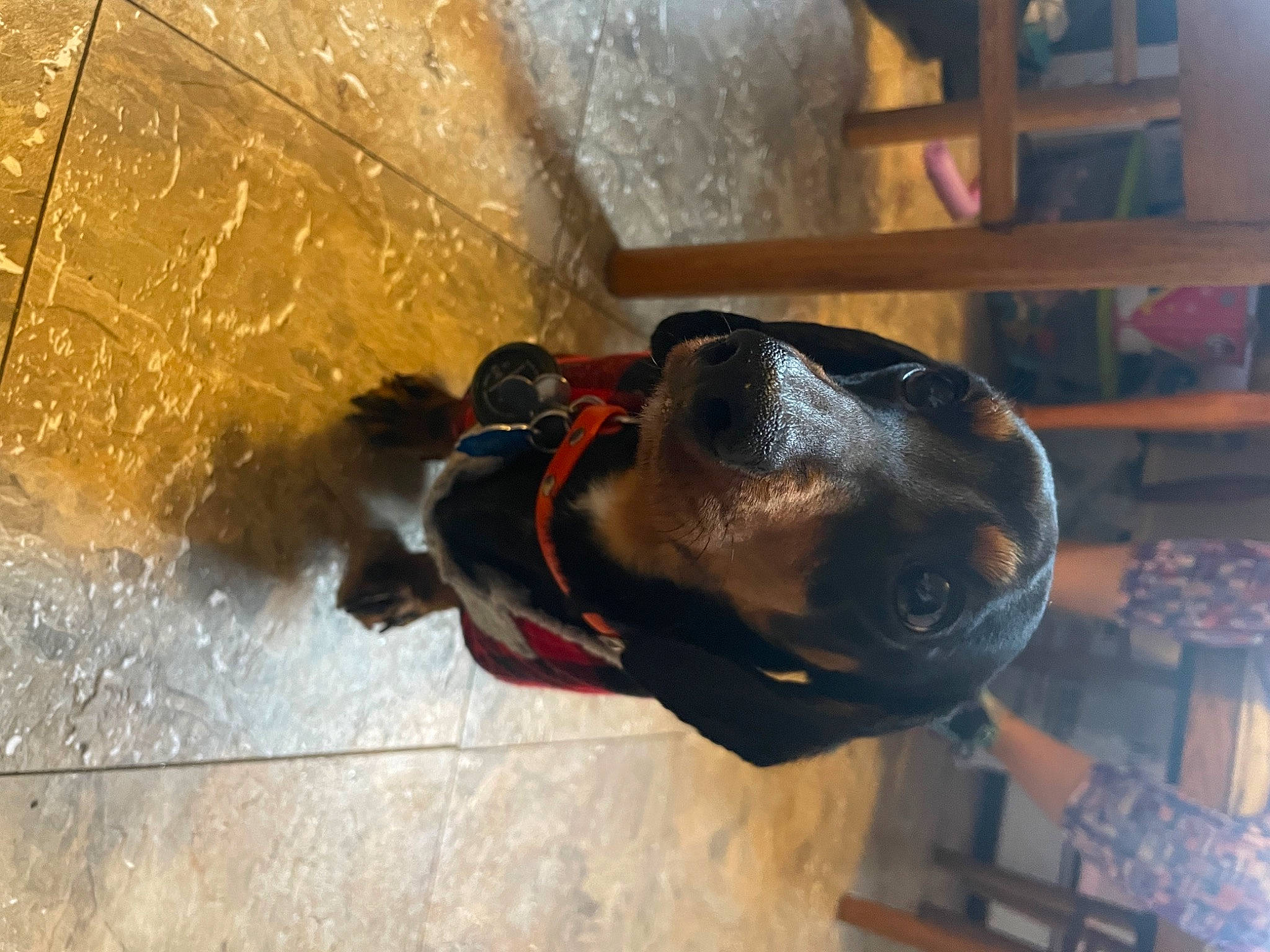 Kaiser is registered to the contest to win money with this photo: canidae, carnivore, collar, composite_material, concrete, dog, dog_breed, dog_collar, fawn, flooring, guard_dog, liver, personal_protective_equipment, pet_supply, shelf, snout, sporting_group, wood, working_animal, working_dog