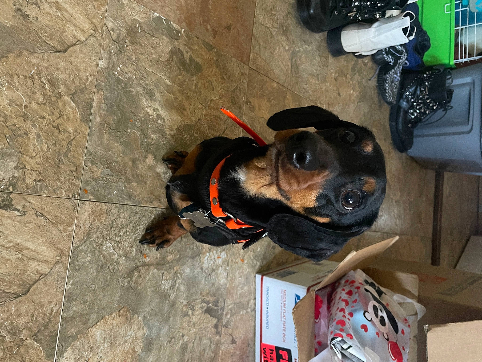 Kaiser is registered to the contest to win money with this photo: adventure, auto_part, canidae, carnivore, collar, companion_dog, concrete, dog, dog_breed, dog_collar, dog_supply, fawn, guard_dog, leash, personal_protective_equipment, pet_supply, snout, sporting_group, tin_can, working_animal