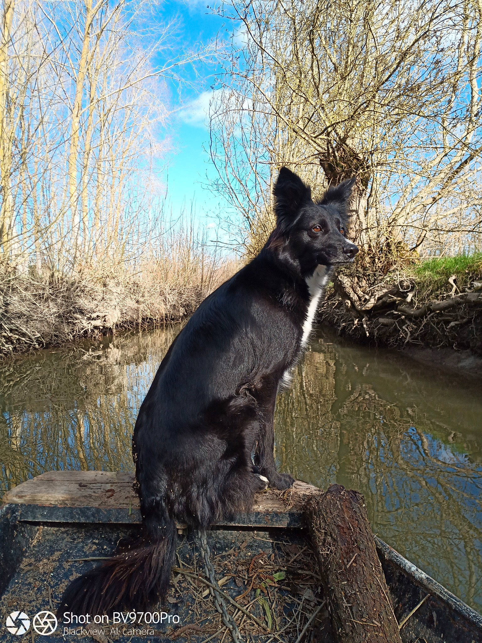 Marley a rejoint le concours — aidez-le/la à gagner de superbes lots ! art, canidae, carnivore, cloud, dog, dog_breed, fawn, felidae, grass, herding_dog, landscape, plant, sky, small_to_medium_sized_cats, snout, sporting_group, tail, tree, trunk, water