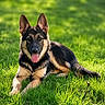 Beaufort is registered to the contest to win money with this photo: german_shepherd, dog, puppy, grass, outdoor, sunlight, tongue_out, pet, animal, canine, ears_up, playful, laying_down, nature, summer, greenery, young_dog, mammal, fur, alert