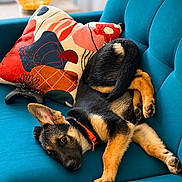 Beaufort is registered to the contest to win money with this photo: dog, puppy, german_shepherd, couch, teal, pillow, colorful, abstract, game_controller, pet, indoor, relaxed, cute, fur, ears, collar, black, brown, lying_down, playful
