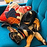 dog, puppy, german_shepherd, couch, teal, pillow, colorful, abstract, game_controller, pet, indoor, relaxed, cute, fur, ears, collar, black, brown, lying_down, playful