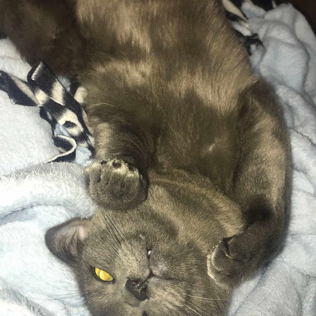 Dewey is registered to the contest to win money with this photo: animal, blanket, cat, close_up, cozy, cute, domestic_animal, feline, fur, gray_cat, indoor, lying_down, paws, pet, relaxed, resting, sleepy, soft_texture, whiskers, yellow_eyes