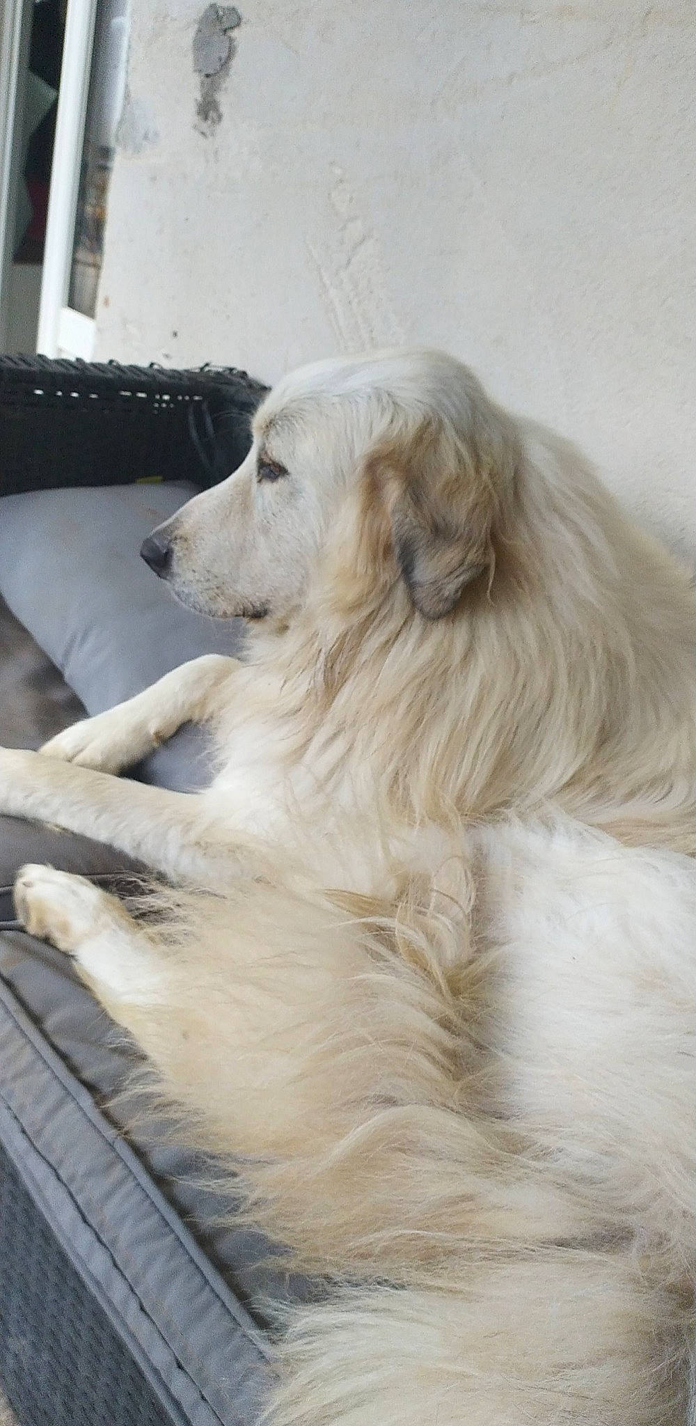 Cookies a rejoint le concours — aidez-le/la à gagner de superbes lots ! canidae, carnivore, companion_dog, dog, dog_breed, fur, polish_tatra_sheepdog, sporting_group, tree, whiskers, working_dog