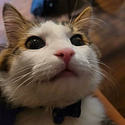 Marble joined the competition — help win amazing prizes! cat, close_up, face, whiskers, pink_nose, wide_eyes, bow_tie, pet, curious, feline, fur, indoor, animal, cute, portrait, mammal, domestic_animal, ears, soft_lighting
