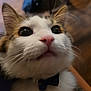 cat, close_up, face, whiskers, pink_nose, wide_eyes, bow_tie, pet, curious, feline, fur, indoor, animal, cute, portrait, mammal, domestic_animal, ears, soft_lighting