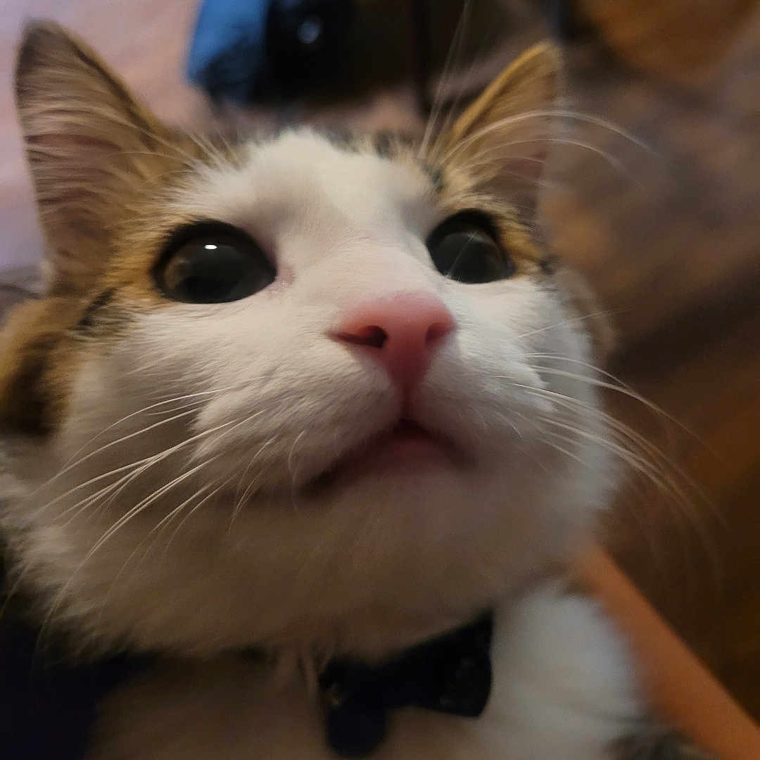Marble joined the competition — help win amazing prizes! animal, bow_tie, cat, close_up, curious, cute, domestic_animal, ears, face, feline, fur, indoor, mammal, pet, pink_nose, portrait, soft_lighting, whiskers, wide_eyes