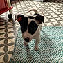 animal, black_and_white, curious, cute, dog, domestic, ears, floor_tiles, indoor, kitchen, looking_up, patterned_rug, pet, puppy, red_cabinet, rug, small_dog, standing, tail, young_dog