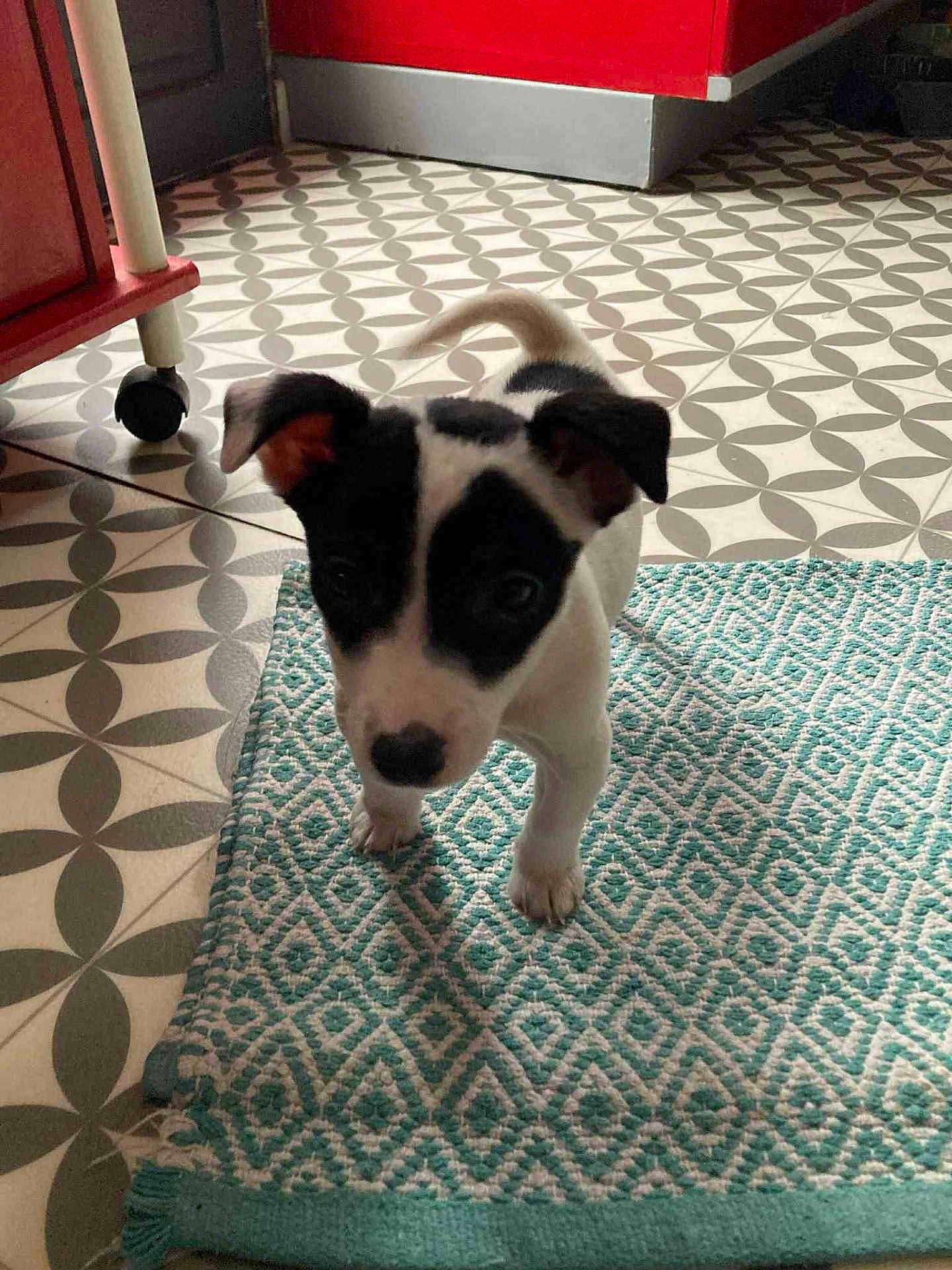 Alba a rejoint le concours — aidez-le/la à gagner de superbes lots ! puppy, dog, black_and_white, curious, indoor, rug, patterned_rug, kitchen, floor_tiles, red_cabinet, small_dog, pet, animal, young_dog, standing, looking_up, ears, tail, cute, domestic