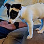 Alba a rejoint le concours — aidez-le/la à gagner de superbes lots ! dog, puppy, white, black_patches, couch, furniture, watch, person, arm, indoor, pet, curious, sniffing, small_dog, brown, cozy, home, relaxed, animal, companion