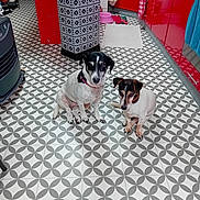 Pepette a rejoint le concours — aidez-le/la à gagner de superbes lots ! animal, architecture, building, bulldog, canine, clothing, dog, footwear, furniture, hound, indoors, interiordesign, outdoors, pattern, pet, pointer, puppy, shelter, shoe, tile