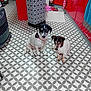 animal, architecture, building, bulldog, canine, clothing, dog, footwear, furniture, hound, indoors, interiordesign, outdoors, pattern, pet, pointer, puppy, shelter, shoe, tile