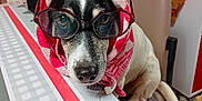 Pepette a rejoint le concours — aidez-le/la à gagner de superbes lots ! accessories, animal, bulldog, canine, clothing, couch, dog, face, furniture, glasses, hat, head, hood, hound, knitwear, person, pet, pointer, sweater, wood