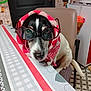 accessories, animal, bulldog, canine, clothing, couch, dog, face, furniture, glasses, hat, head, hood, hound, knitwear, person, pet, pointer, sweater, wood