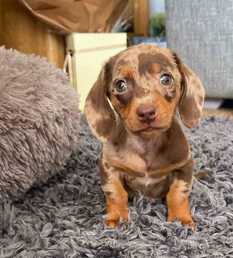 Bentley joined the competition — help win amazing prizes! brown, canidae, carnivore, companion_dog, dog, dog_breed, fawn, fur, hunting_dog, liver, metal, puppy, snout, sporting_group, terrestrial_animal, whiskers, wood, working_animal