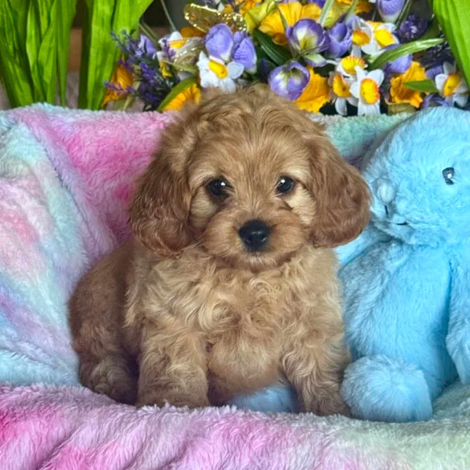 Ernie is registered to the contest to win money with this photo: animal, bear, canine, daisy, dog, face, flower, flowerarrangement, head, jar, person, pet, petal, plant, planter, pottedplant, pottery, puppy, purple, vase